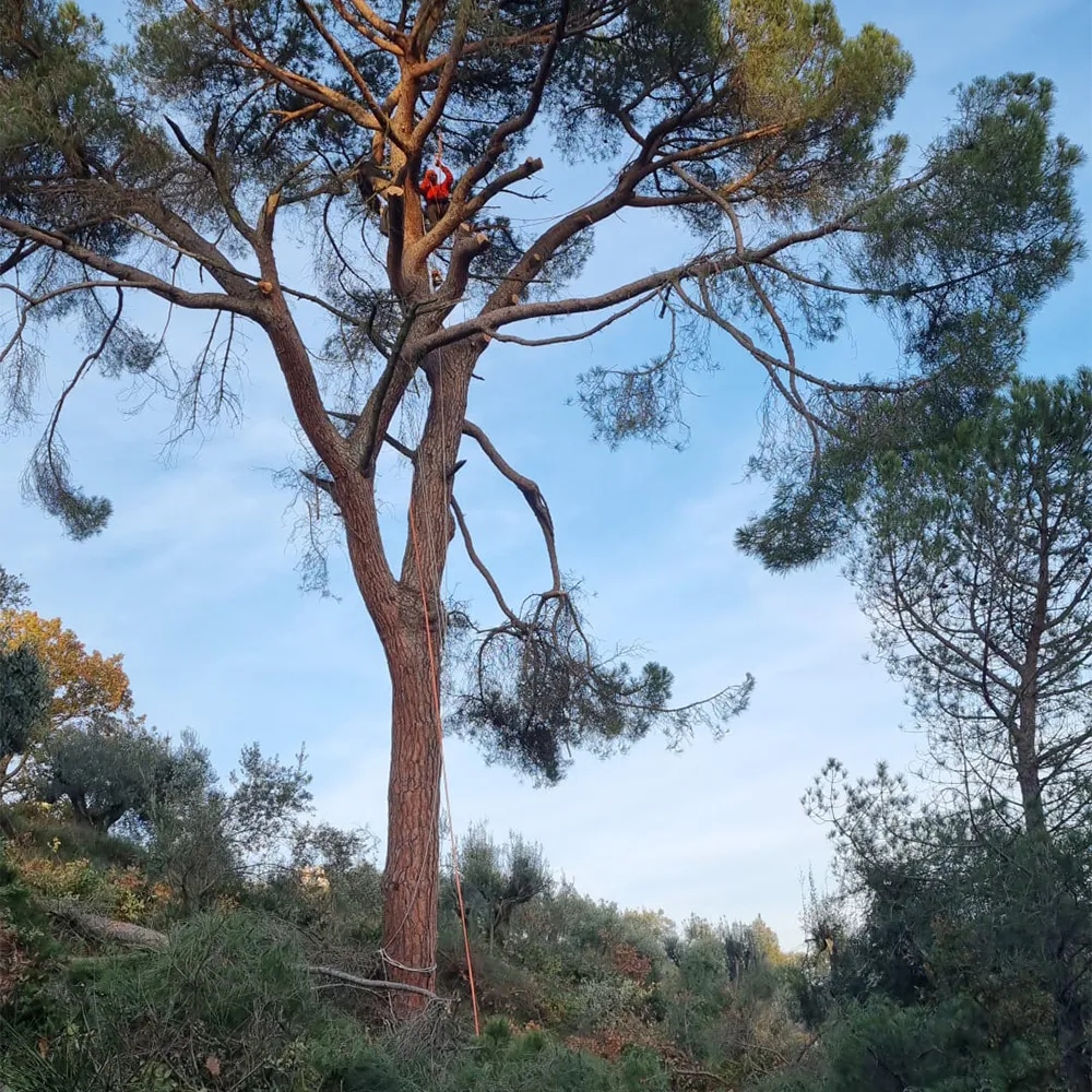 Potatura_alberi_siepi_03